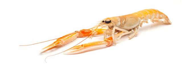 Langoustine